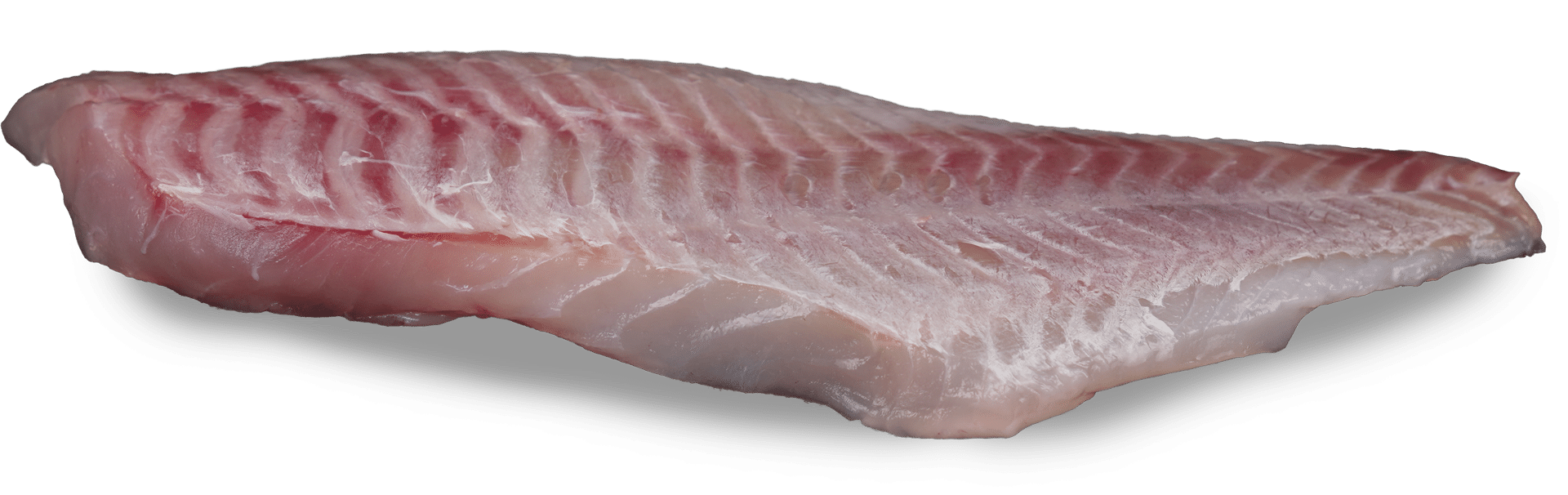 Rotbarschfilet ohne Haut Zeelandia van Belzen Fischgroßhandel