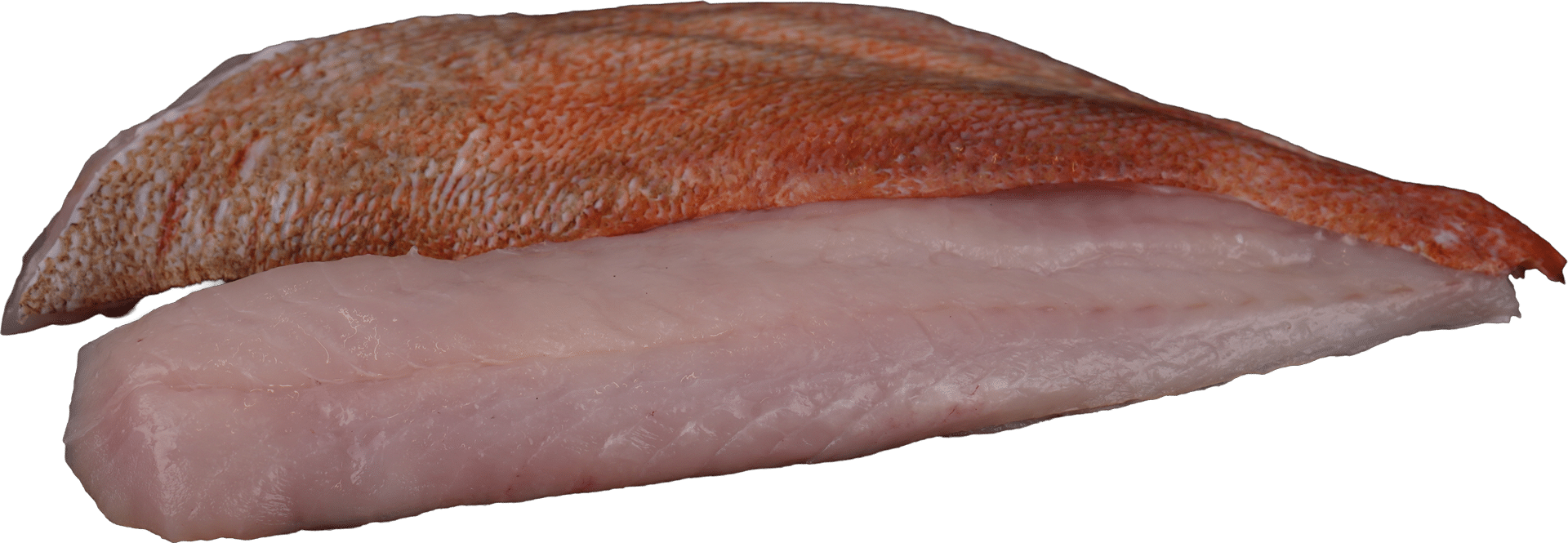 Rotbarschfilet mit Haut Zeelandia van Belzen Fischgroßhandel