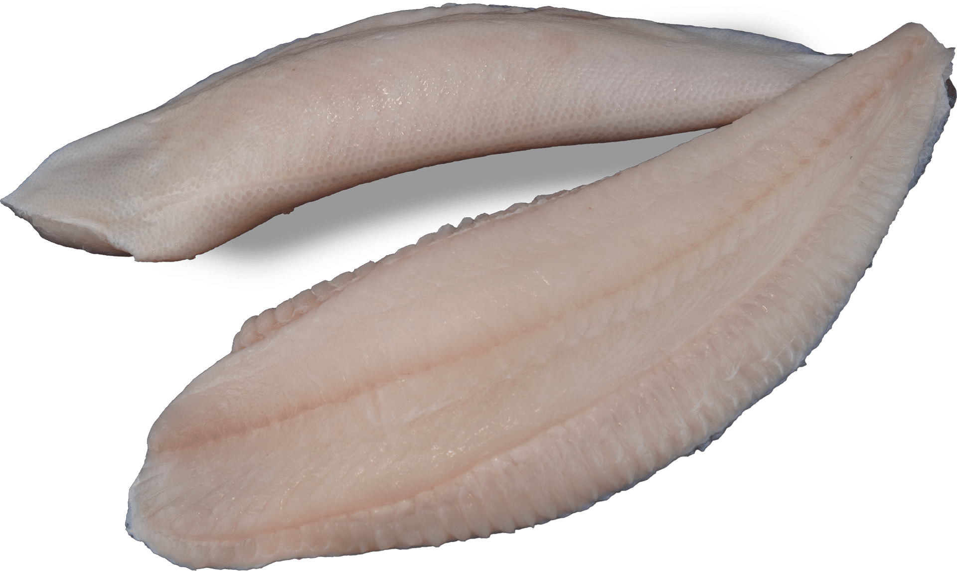 Schollenfilet mit Haut Zeelandia van Belzen Fischgroßhandel