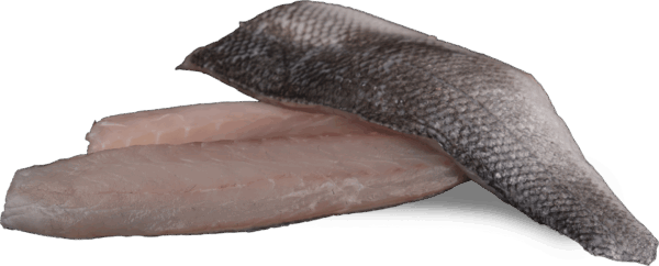 Wolfsbarschfilet mit Haut Zeelandia van Belzen Fischgroßhandel