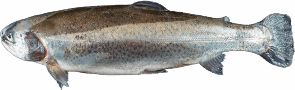 Forelle Zeelandia van Belzen Fischgroßhandel