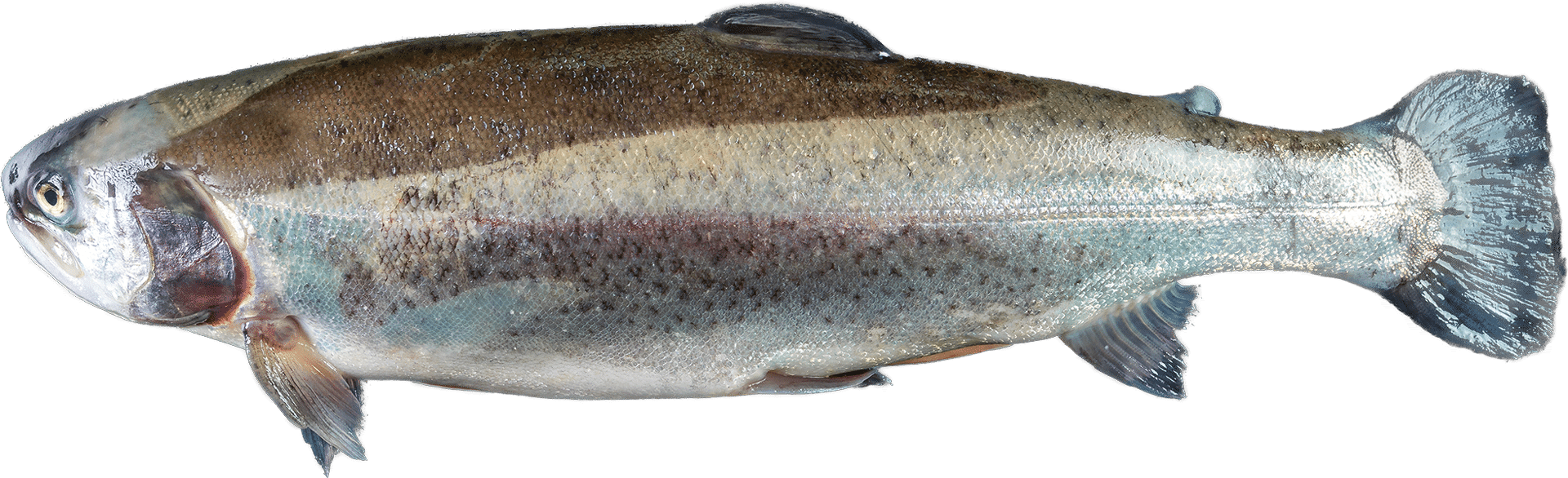 Forelle Zeelandia van Belzen Fischgroßhandel