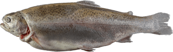 Fjordforelle Zeelandia van Belzen Fischgroßhandel