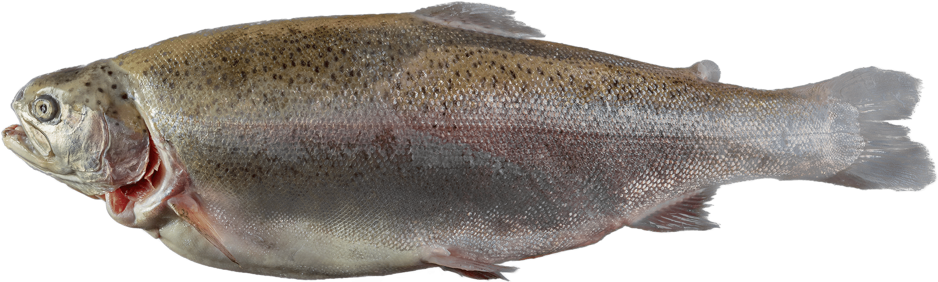 Fjordforelle Zeelandia van Belzen Fischgroßhandel