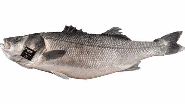 Fisch ganze Fische