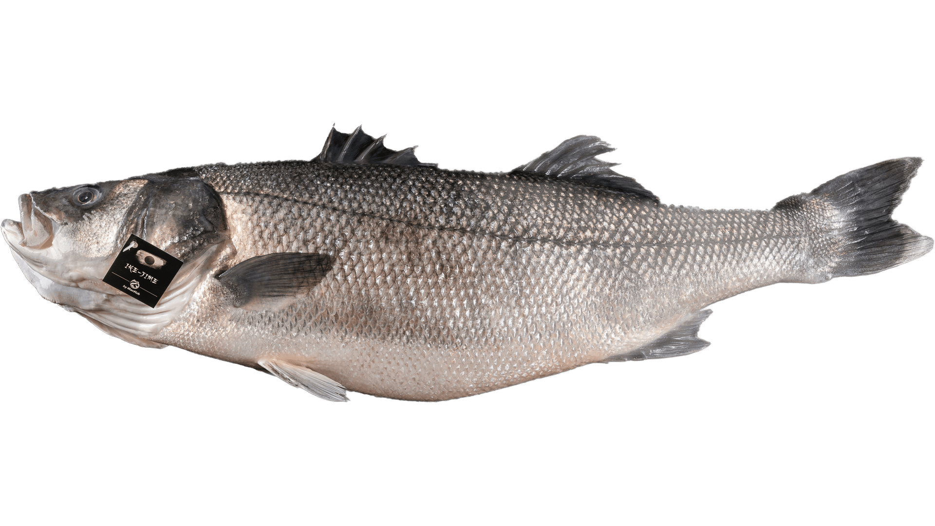 Fisch ganze Fische