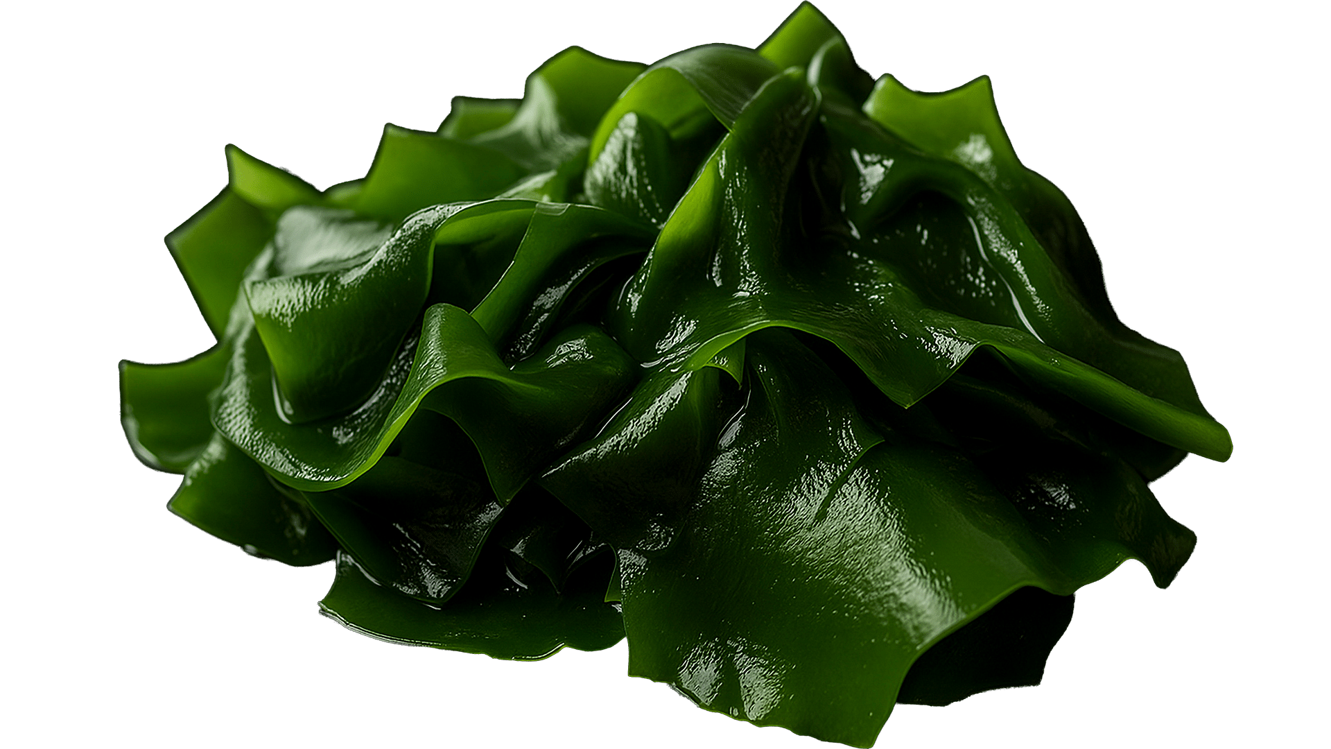 0172_Algen_Wakame