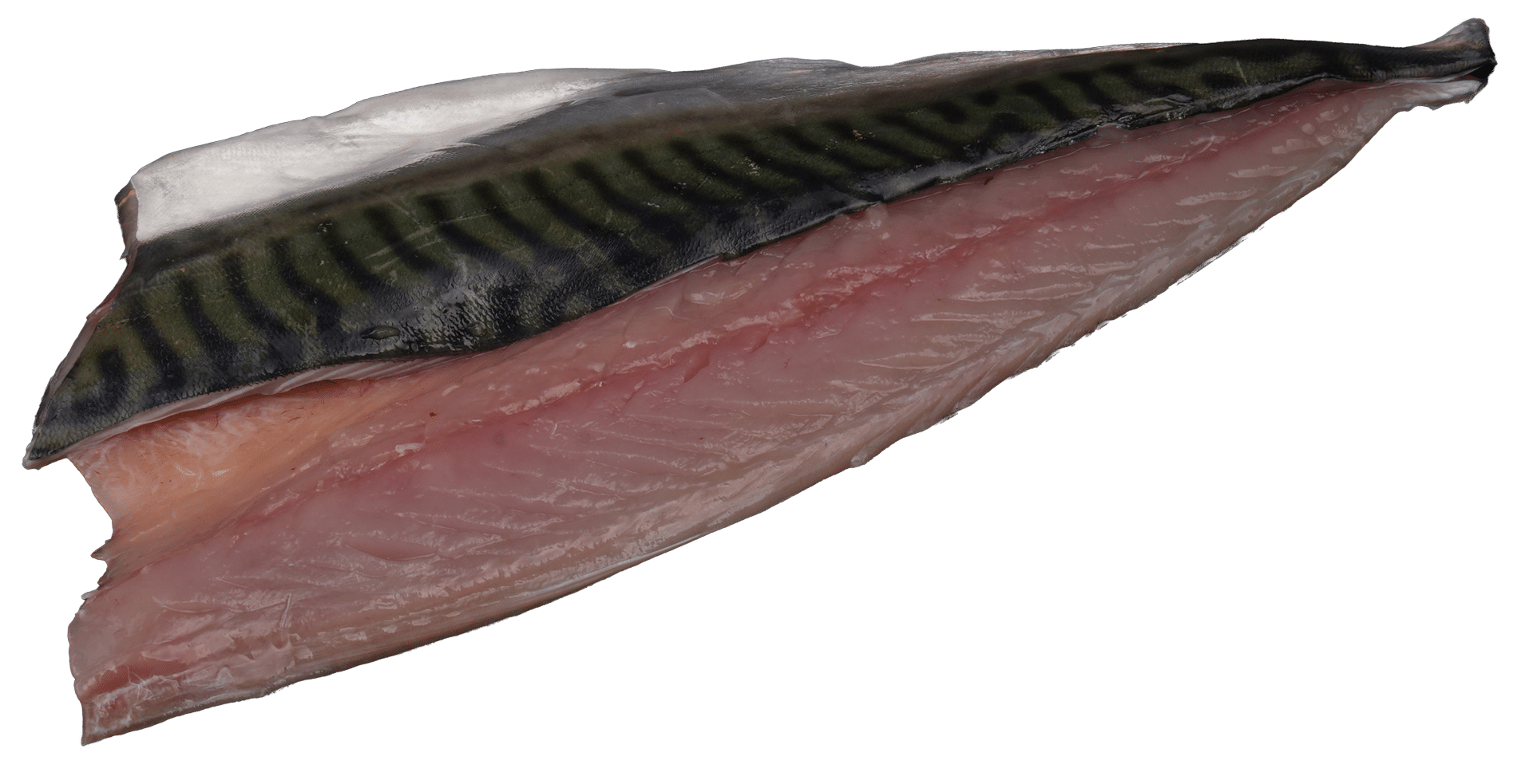 Makrelenfilets Zeelandia van Belzen Fischgroßhandel