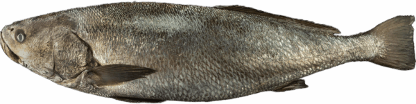 Adlerfisch Zeelandia van Belzen Fischgroßhandel
