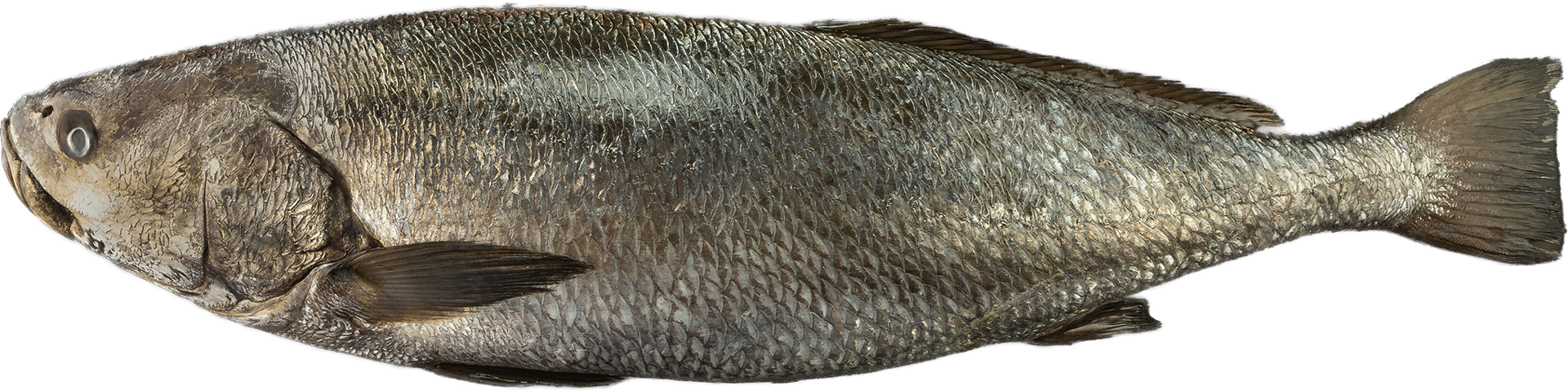 Adlerfisch Zeelandia van Belzen Fischgroßhandel