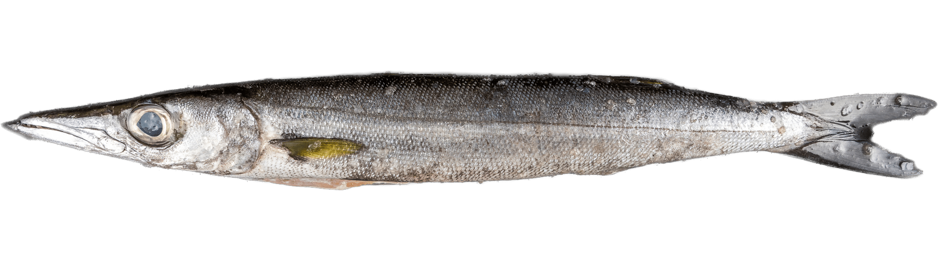1075_Baracuda