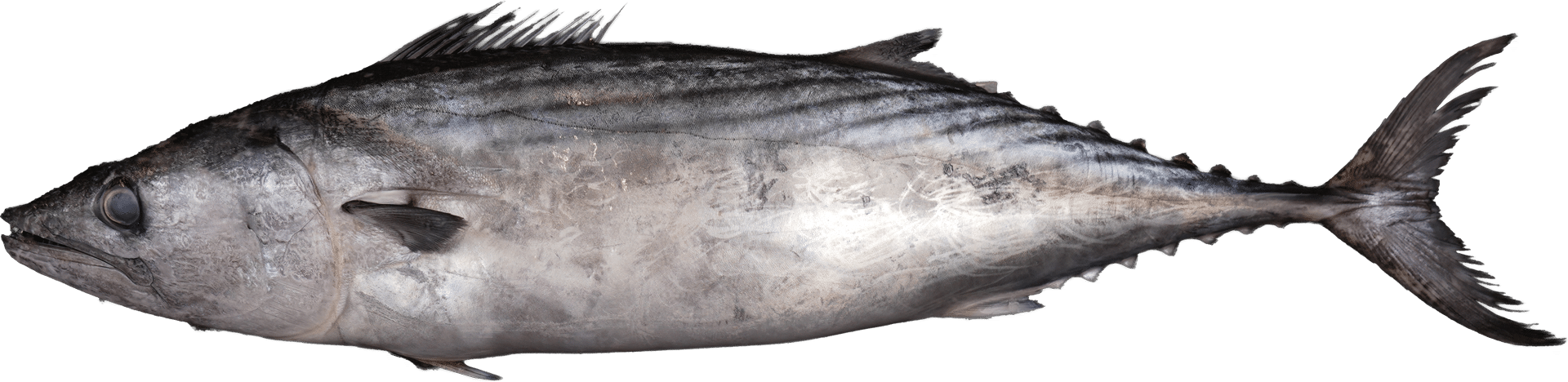 1078_Bonito