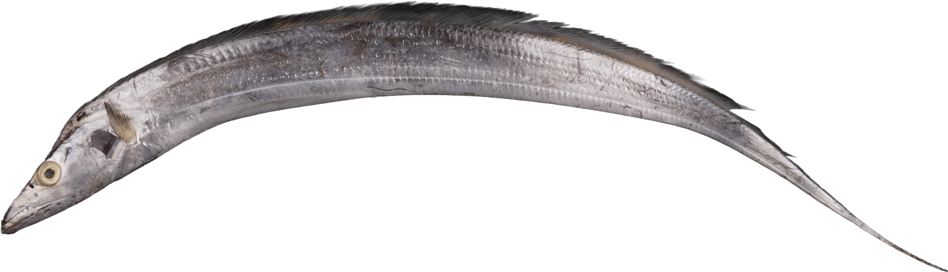 1080_Degenfisch