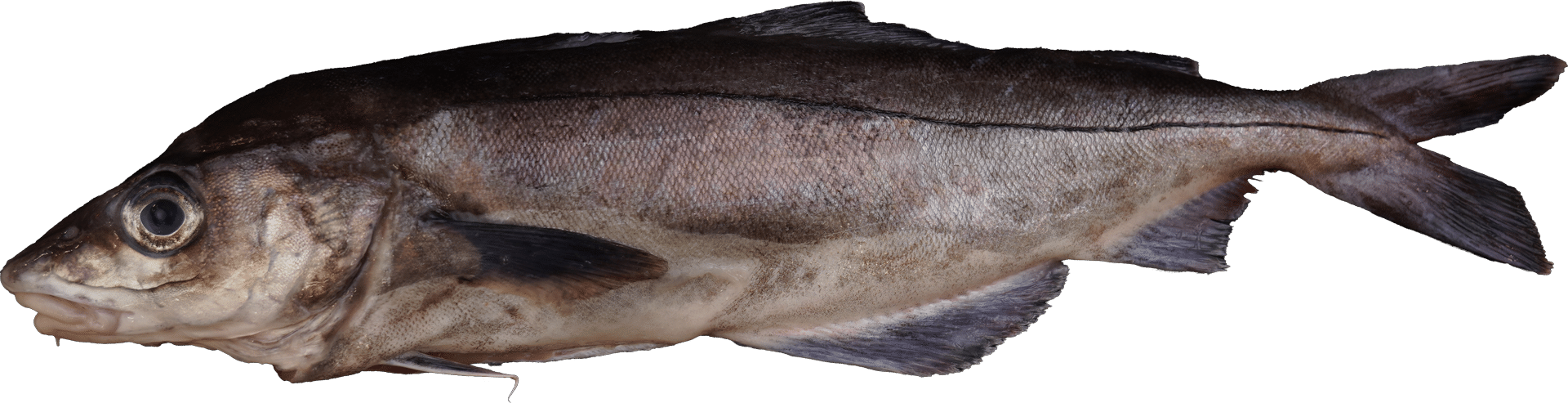 1151_Schellfisch_mit-Kopf