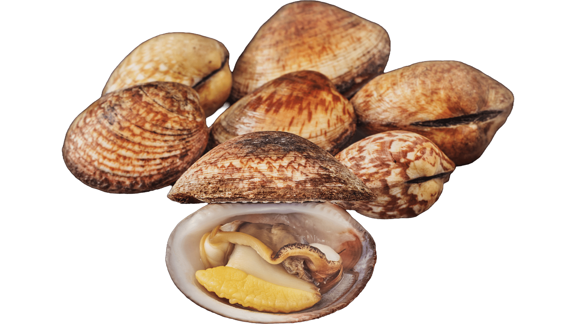1385_Amandes-de-Mers