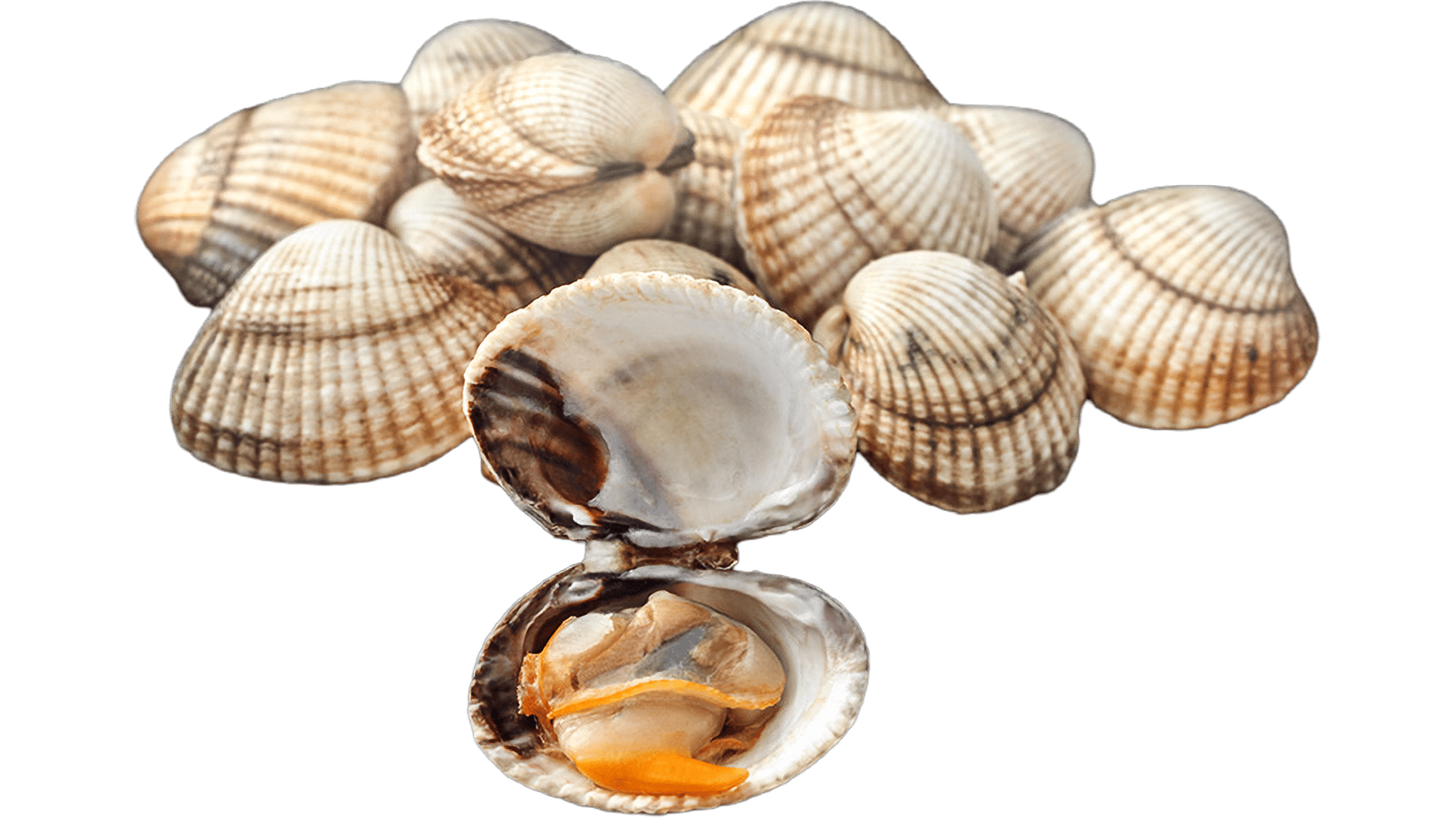 1396_Herzmuscheln