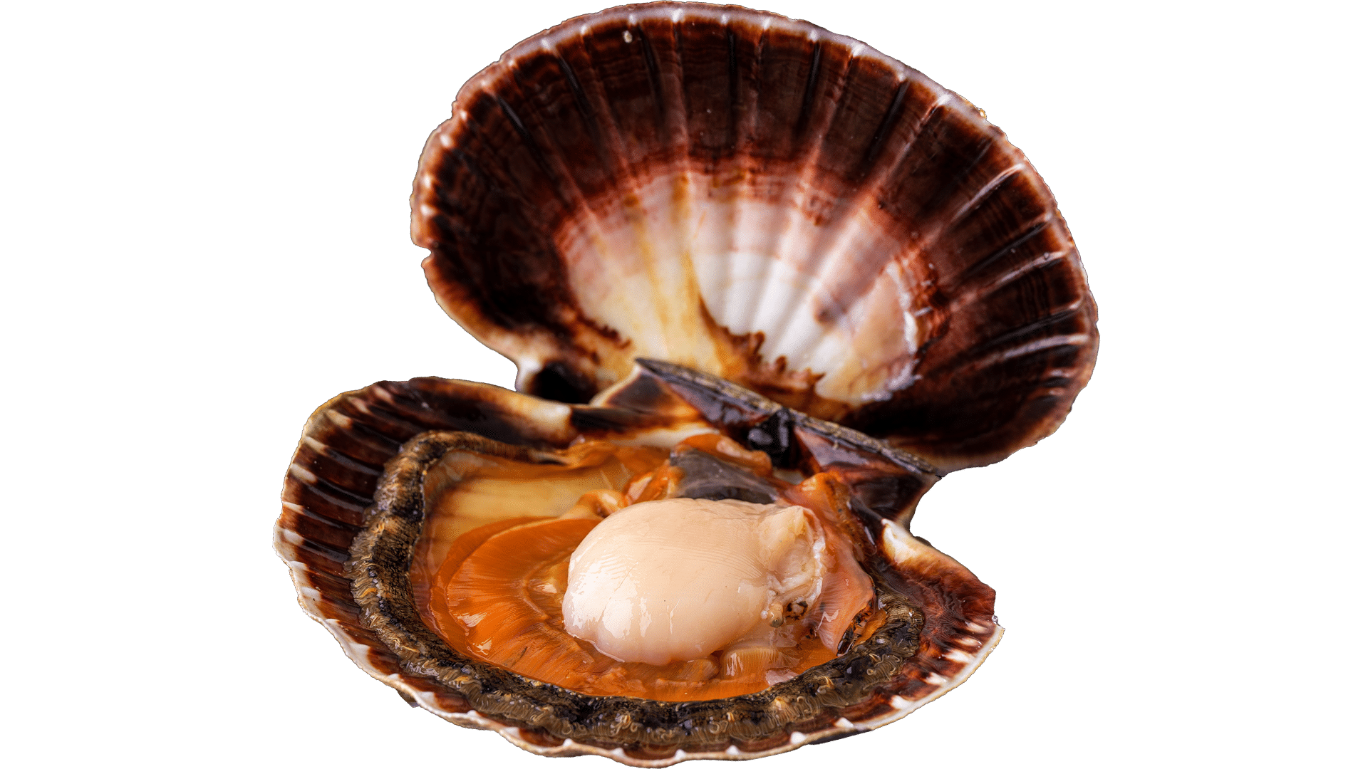 1404_Jakobsmuscheln