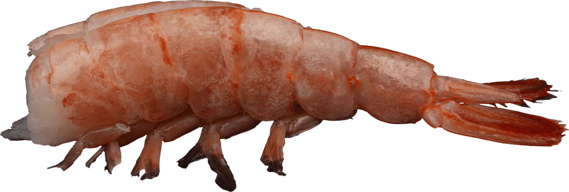 1517_Argentinische-Rotgarnele