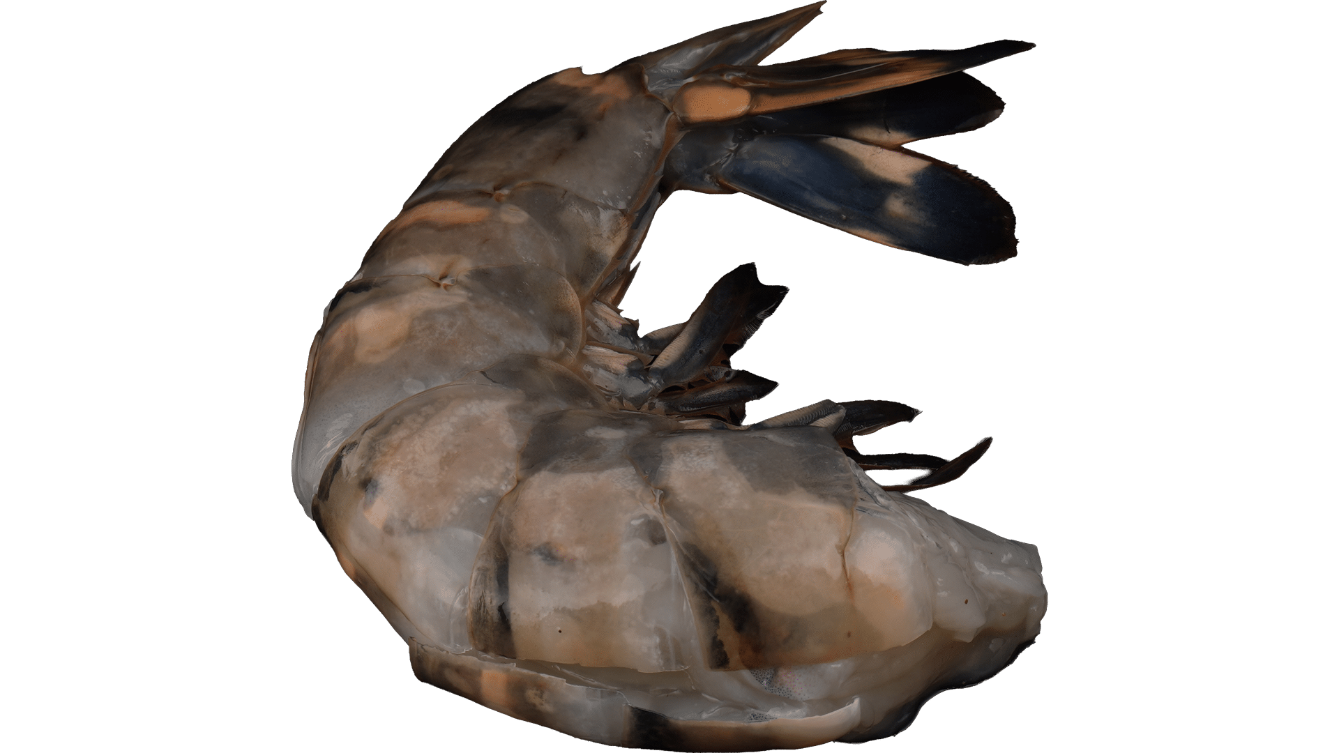 1542_Black-Tiger-Garnelen_Easy-Peel