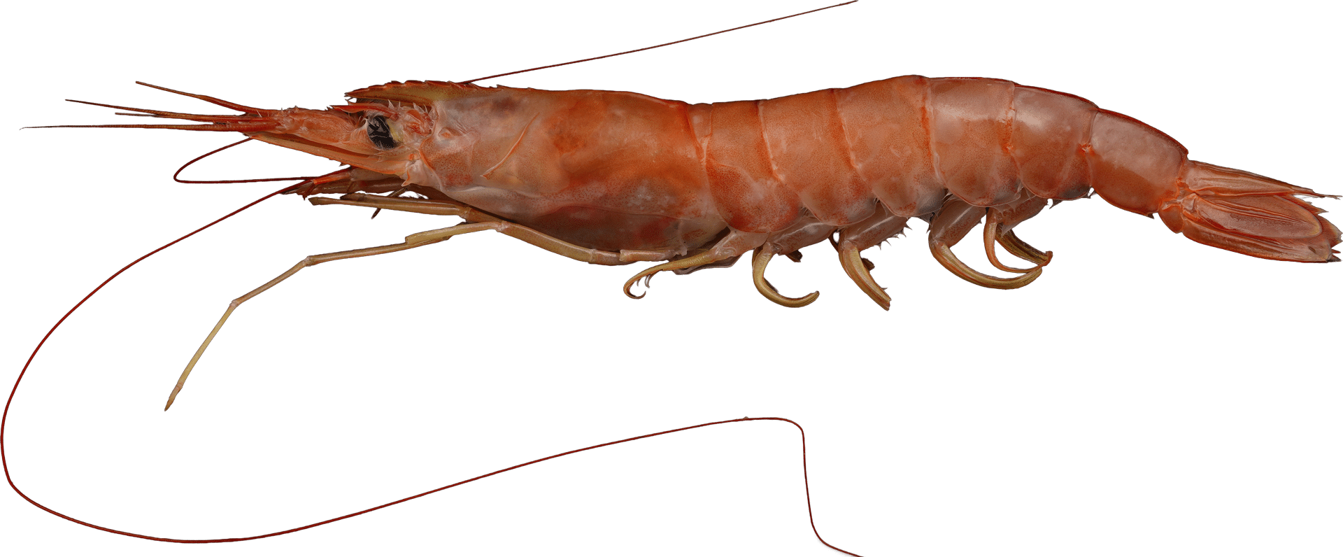 1560_Argentinische-Rotgarnele