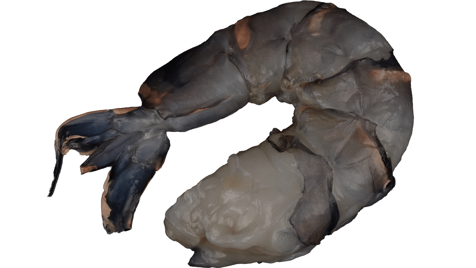 1572_Black-Tiger-Garnelen_ohne-Kopf-und-Schale