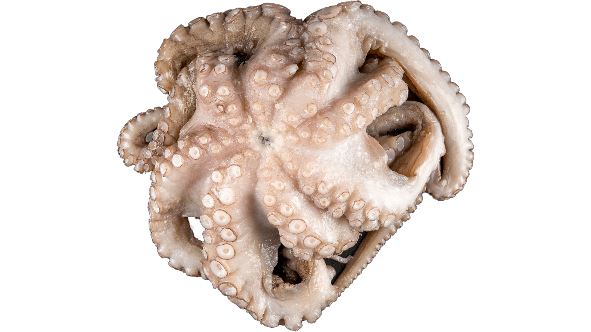 1677_Pulpo