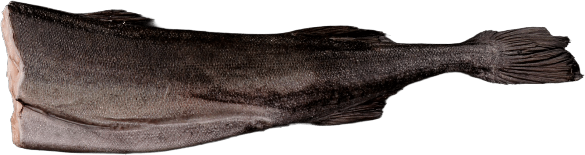 2266_Black-Cod_Kohlenfisch