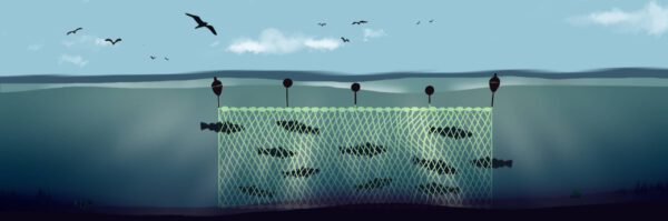 Metodo di pesca con reti da posta o da posta derivanti