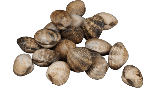 Muscheln & Sonstige Muscheln & Sonstige