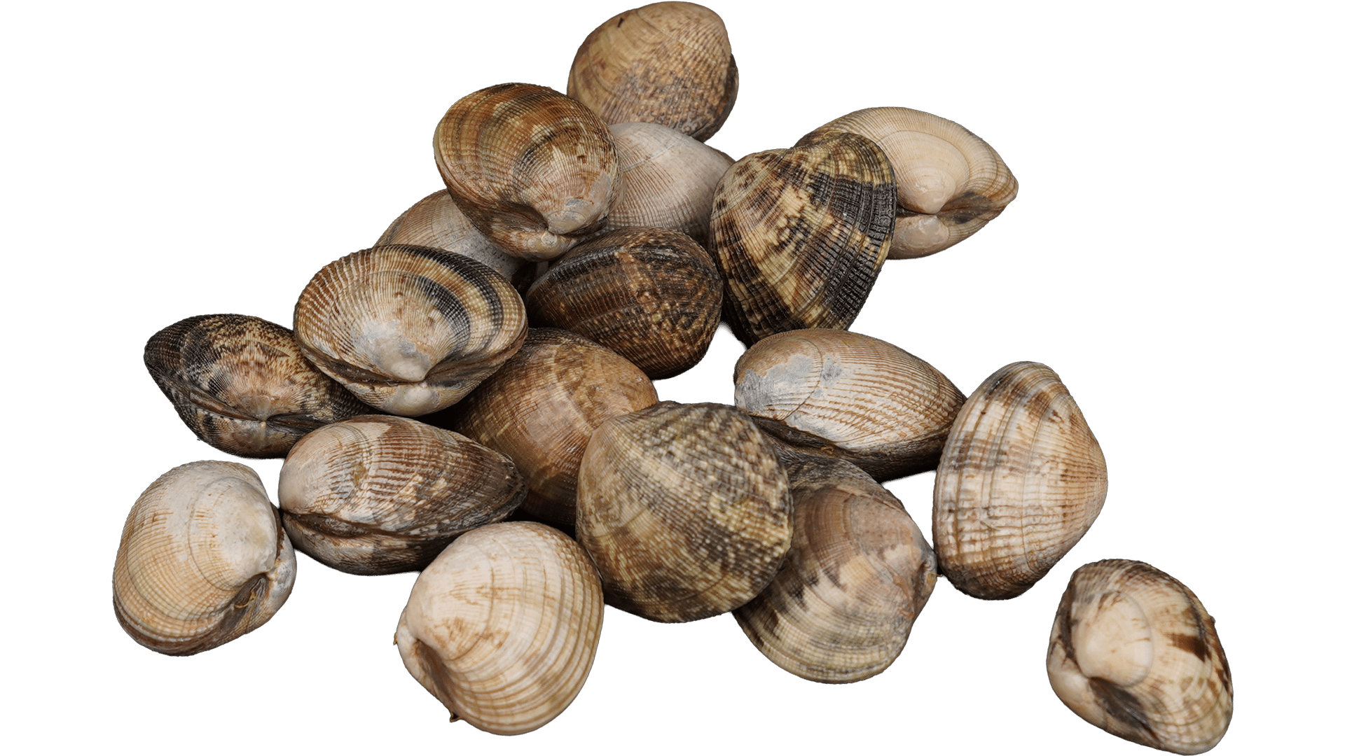 Muscheln & Sonstige