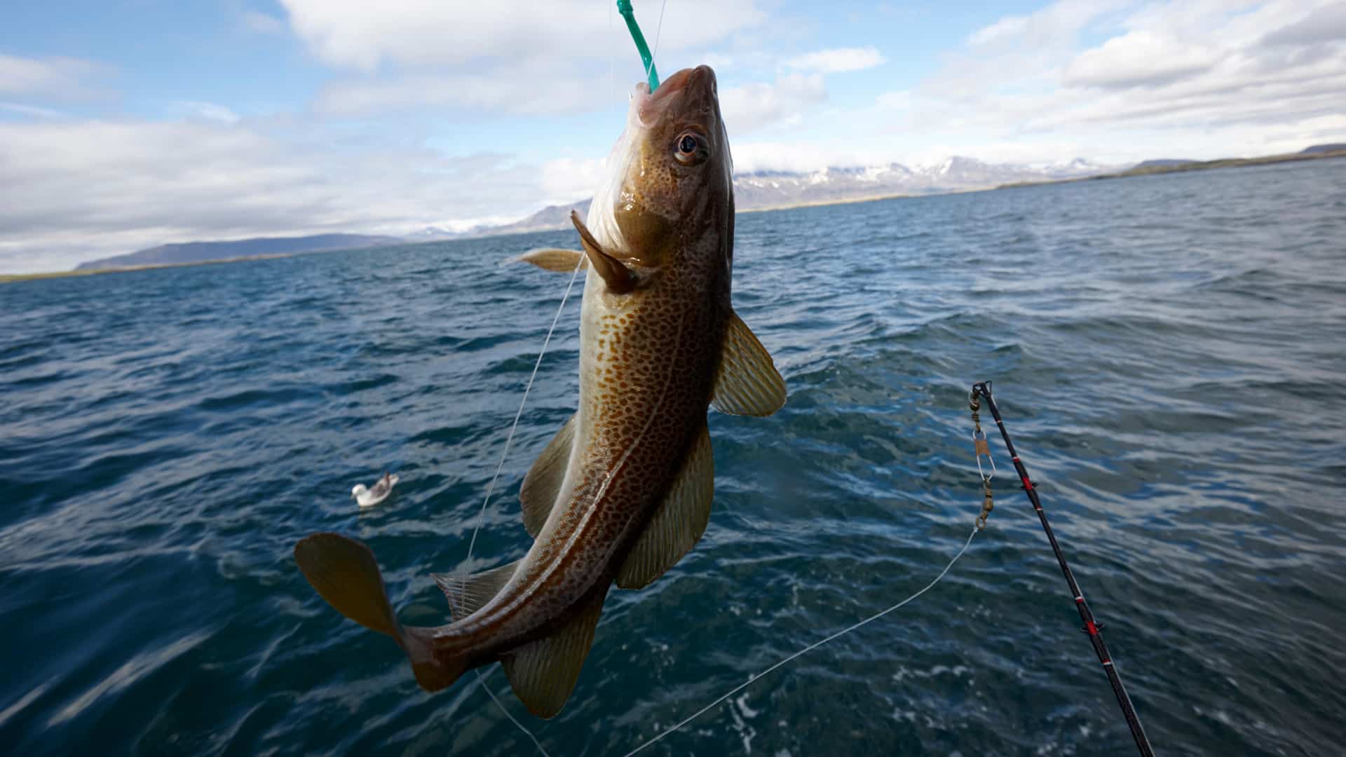MSC-Zertifizierung nachhaltige Fangmethoden kontrollierte Fischerei Nachhaltigkeit Verantwortung Marine Stewardship Council (MSC)