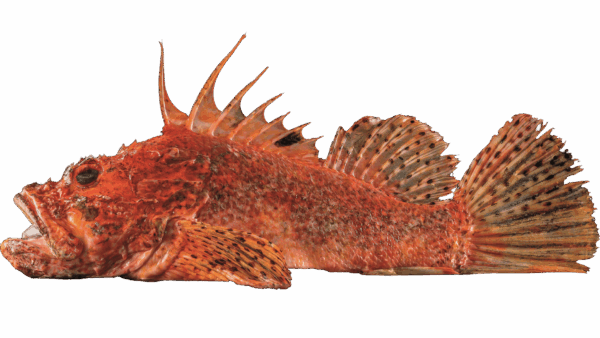 Fisch Frischfisch ganze Fische Loins Filets Stockfisch