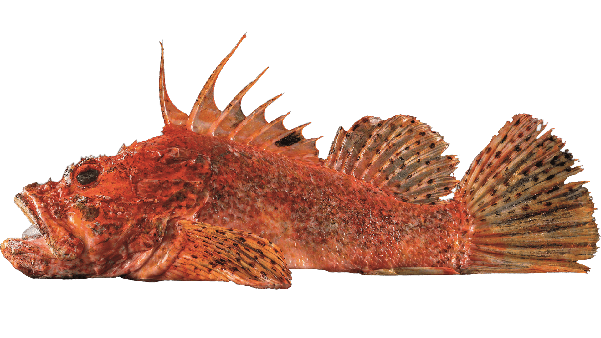 Fisch Frischfisch ganze Fische Loins Filets Stockfisch